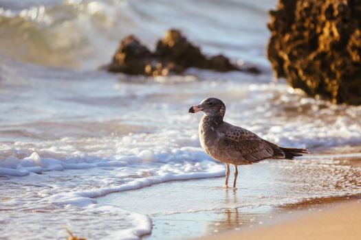 A young Pacific Gull pecks and eats a dead fish on a beach at sunrise in Sorrento, Victotria, Australia