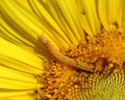 close up of caterpilla on sunflower pollen