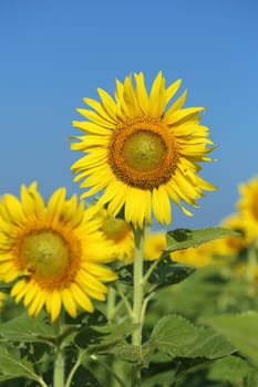 sunflower in field with the blue sky