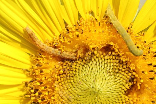 close up of caterpilla on sunflower pollen