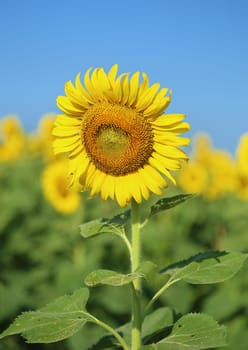 sunflower in field with the blue sky