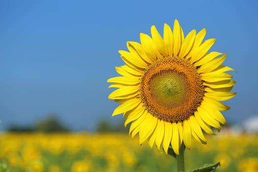 sunflower in field with the blue sky