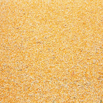 raw kernel corn beans texture and background