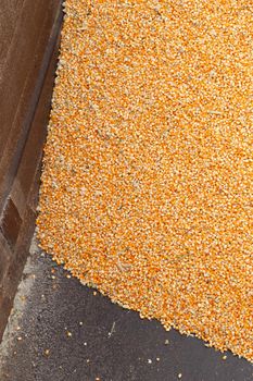 Pile of raw kernel corn beans on truck