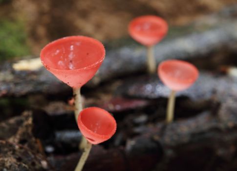 Champagne mushroom in rain forest, Thailand