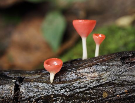 Champagne mushroom in rain forest, Thailand