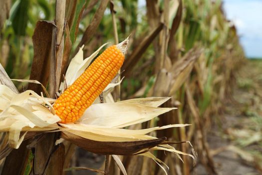 Corn on the stalk in the field, Thailand