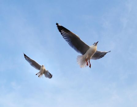 Seagull flying under the sky at Bang Pu beach, Thailand