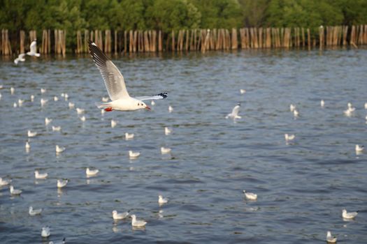 Seagull flying at Bang Pu beach, Thailand