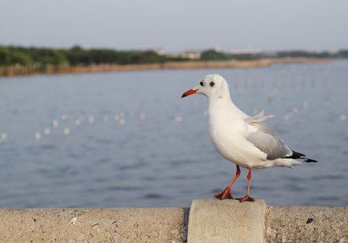 Seagull resting at Bang Pu beach, Thailand