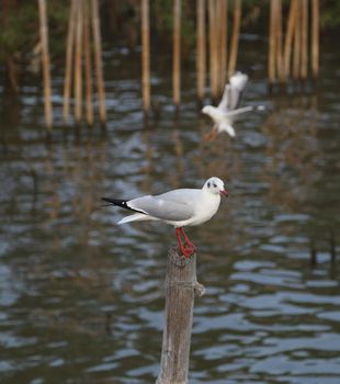 Seagull resting at Bang Pu beach, Thailand