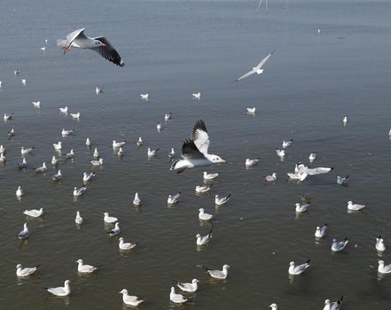 Seagull flying at Bang Pu beach, Thailand