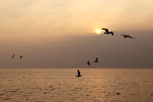 Seagull with sunset at Bang Pu beach, Thailand