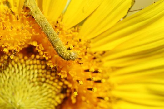 close up of caterpilla on sunflower pollen