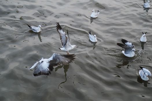 Seagull swimming on the sea at Bang Pu beach, Thailand