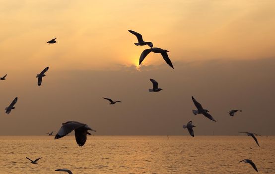 Seagull with sunset at Bang Pu beach, Thailand