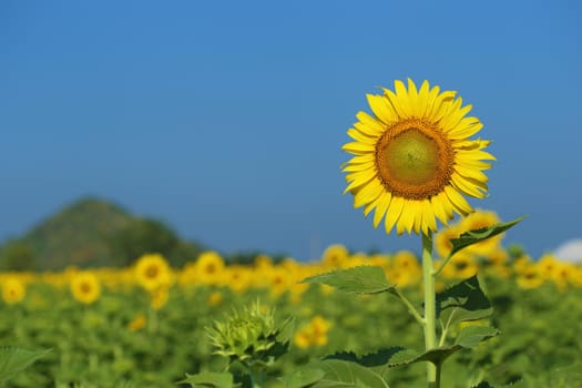 sunflower in field with the blue sky