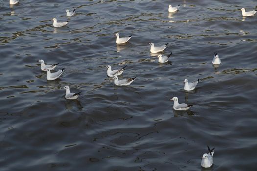 Seagull swimming on the sea at Bang Pu beach, Thailand