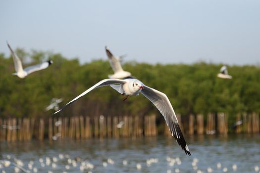 Seagull flying at Bang Pu beach, Thailand