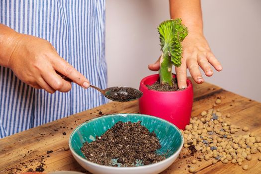A woman puts soil into a new ceramic pot with a transplanted flower. Houseplant transplant concept.