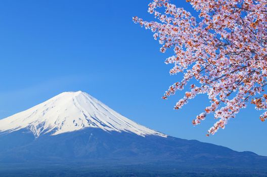 peak of Mount Fuji with Cherry Blossom, view from Lake Kawaguchiko, Japan