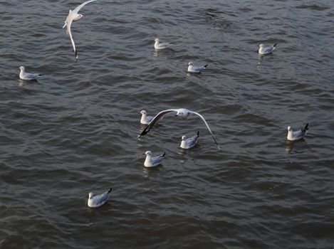 Seagull swimming on the sea at Bang Pu beach, Thailand