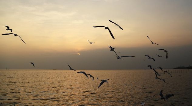 Seagull with sunset at Bang Pu beach, Thailand