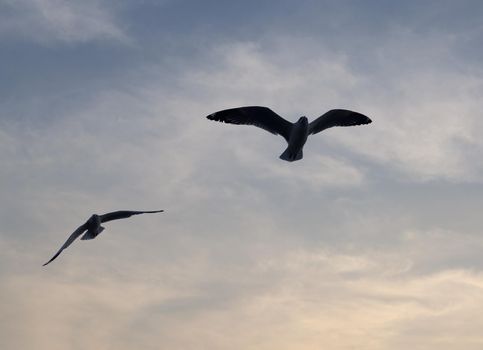 Seagull with sunset at Bang Pu beach, Thailand