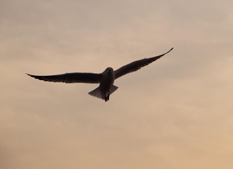 Seagull with sunset at Bang Pu beach, Thailand