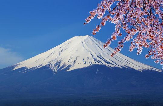 peak of Mount Fuji with Cherry Blossom, view from Lake Kawaguchiko, Japan