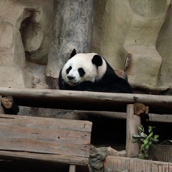panda bear resting in the zoo