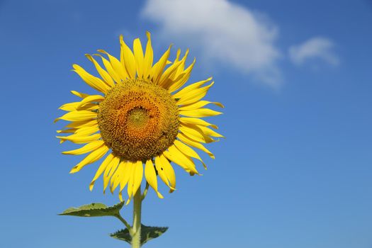 sunflower in field with the blue sky