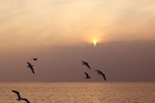 Seagull with sunset at Bang Pu beach, Thailand