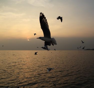 Seagull with sunset at Bang Pu beach, Thailand