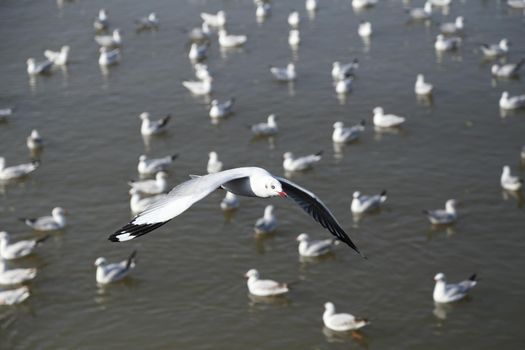 Seagull flying at Bang Pu beach, Thailand