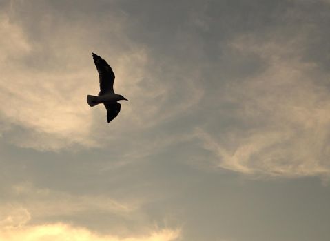 Seagull with sunset at Bang Pu beach, Thailand