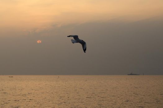 Seagull with sunset at Bang Pu beach, Thailand