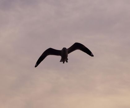 Seagull with sunset at Bang Pu beach, Thailand