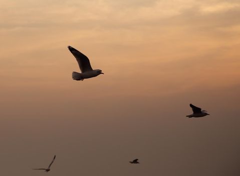 Seagull with sunset at Bang Pu beach, Thailand