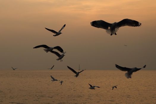 Seagull with sunset at Bang Pu beach, Thailand