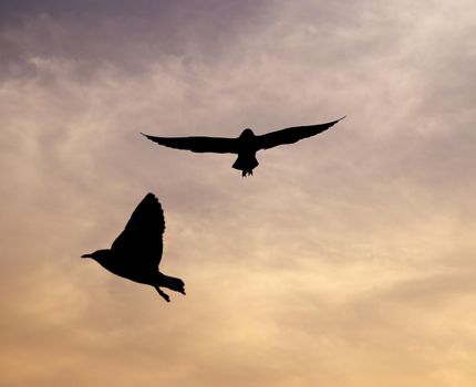 Seagull with sunset at Bang Pu beach, Thailand