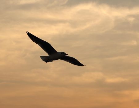 Seagull with sunset at Bang Pu beach, Thailand