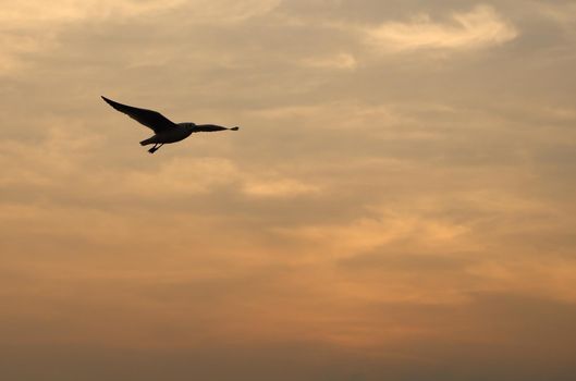 Seagull with sunset at Bang Pu beach, Thailand