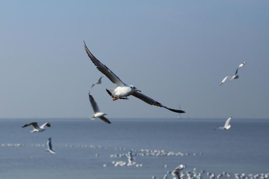 Seagull flying under the sky at Bang Pu beach, Thailand