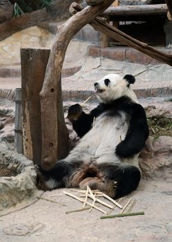 panda bear eating bamboo in the zoo