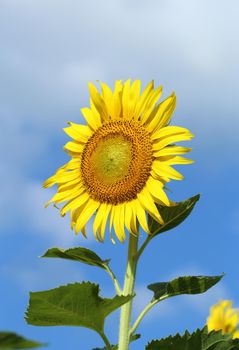 sunflower in field with the blue sky