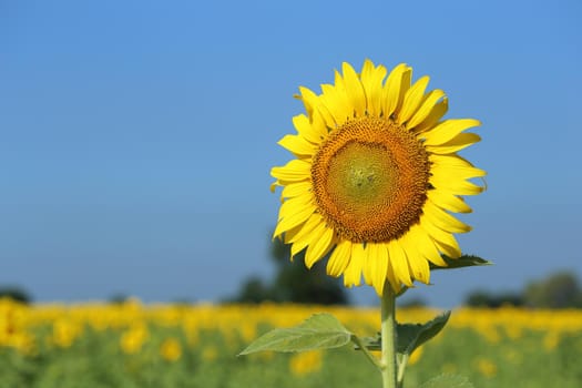 sunflower in field with the blue sky