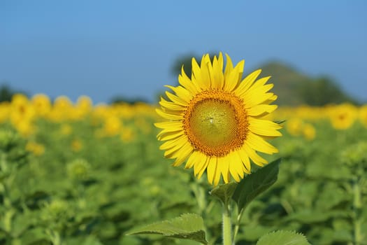 sunflower in field with the blue sky