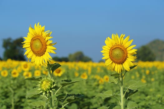 sunflower in field with the blue sky