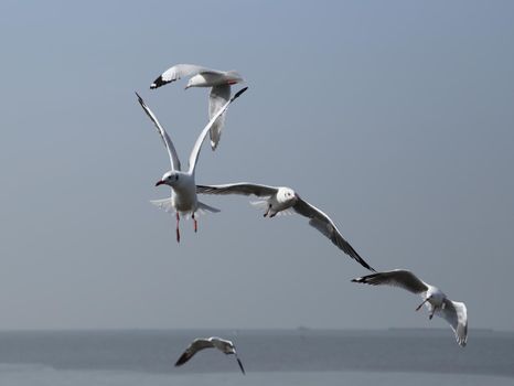 Seagull flying under the sky at Bang Pu beach, Thailand